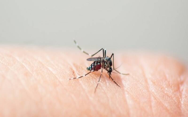 Petrópolis registra 7,7 mil casos de dengue em 2024
