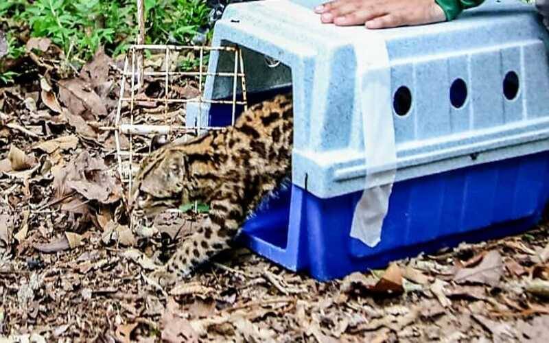 Fauna protegida: Inea devolve “Gato do Mato” ameaçado de extinção ao habitat natural