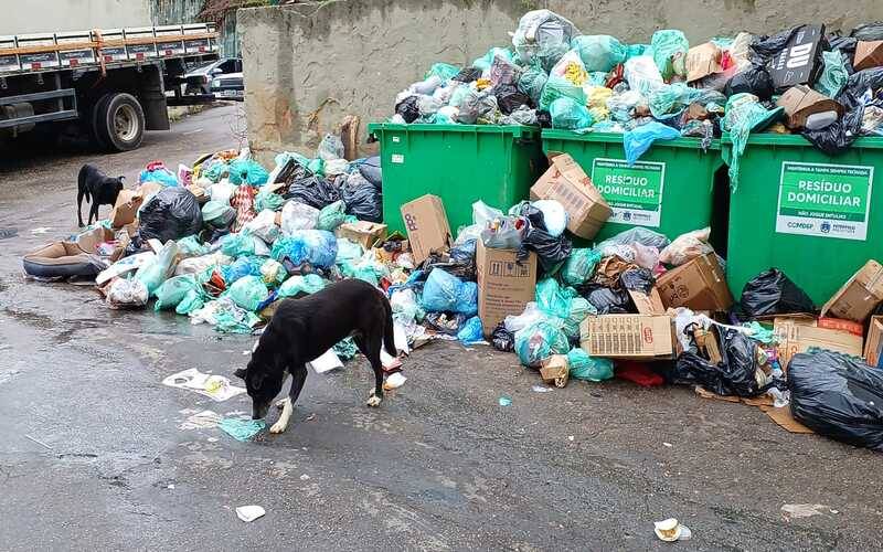 Crise do lixo: cachorros são flagrados revirando caçamba lotada na Estrada da Saudade