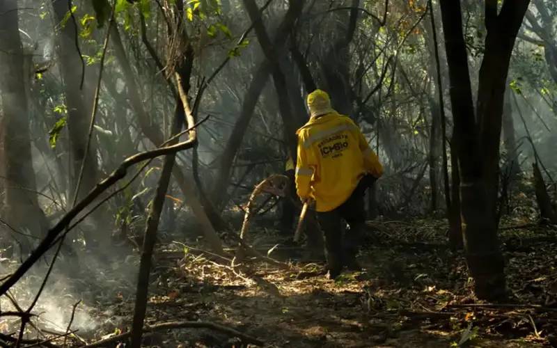 Amazônia tem diversidade empobrecida por incêndios florestais