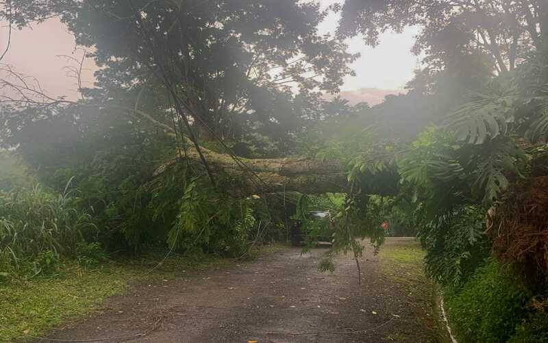 Árvore caída em Bonsucesso gera problemas para moradores