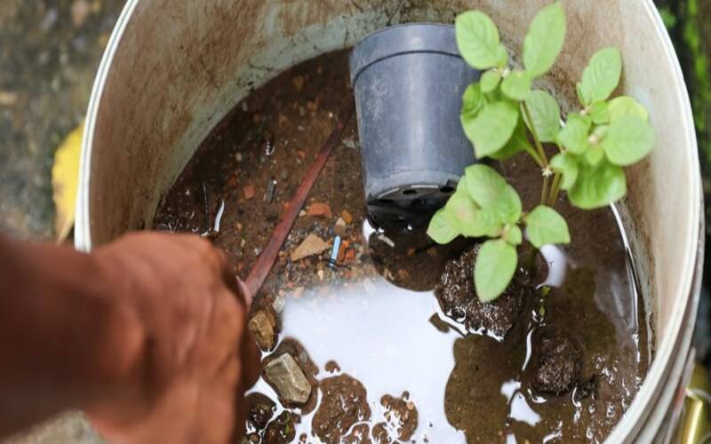 “Olhe com olhos de mosquito”, sugere pesquisadora da Fiocruz sobre buscar e extinguir 