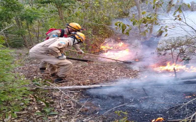 Área devastada por incêndios bate recorde em 2024: 877 hectares