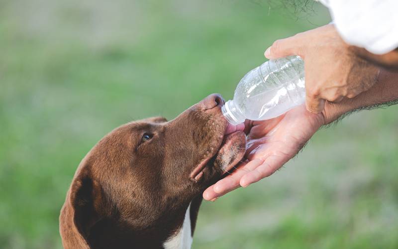 Cuidados com seus animais de estimação no calor