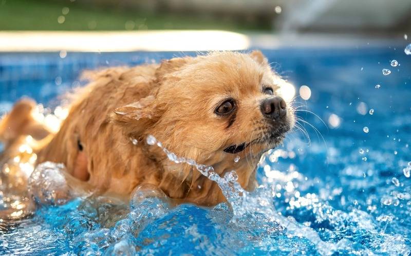 Os riscos da água clorada para os cães