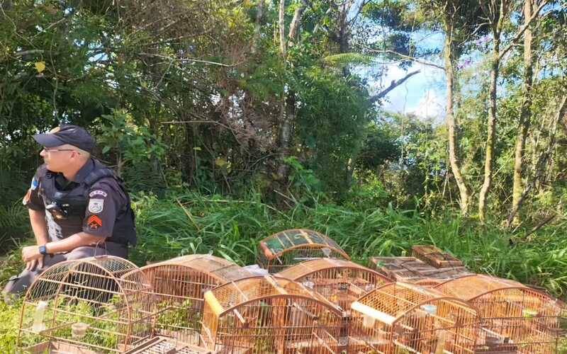 Dois homens são presos por manter pássaros silvestres em cativeiro