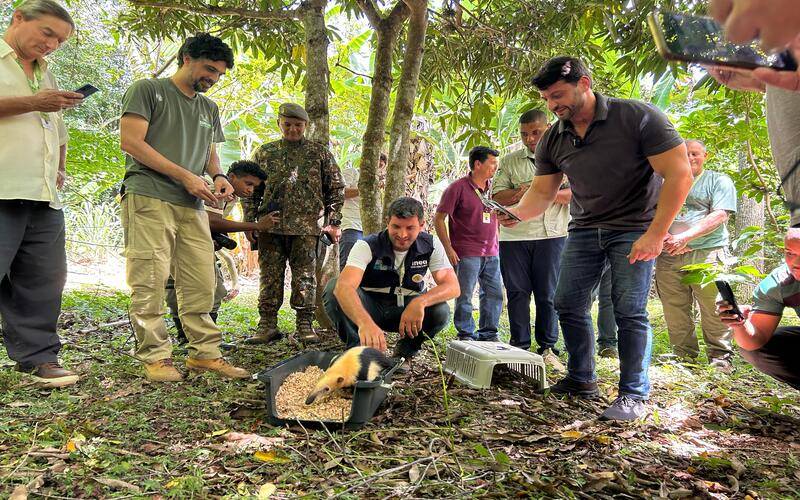 Inea devolve tamanduá-mirim reabilitado à natureza