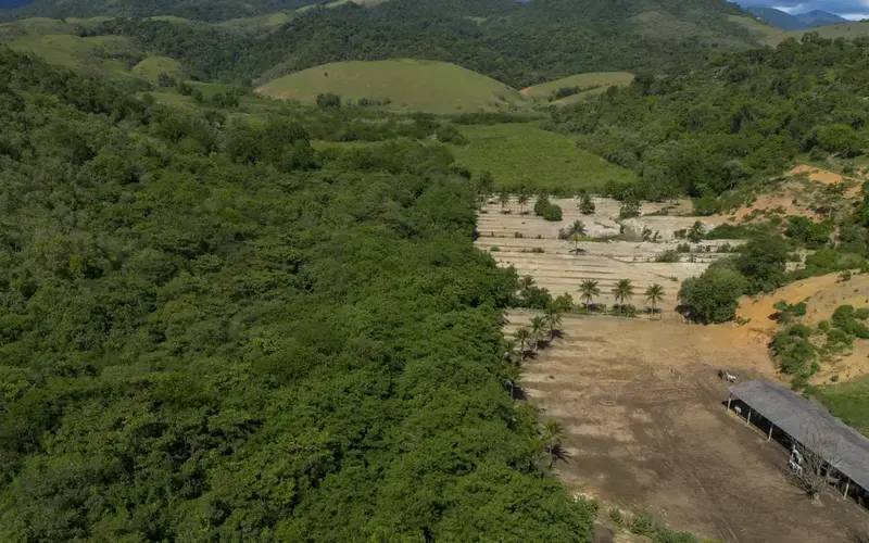 Atividades econômicas ilegais ampliaram desmatamento na Mata Atlântica