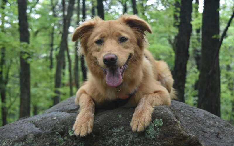 Primeira feira de adoção do ano da Dog’s Heaven acontecerá neste final de semana