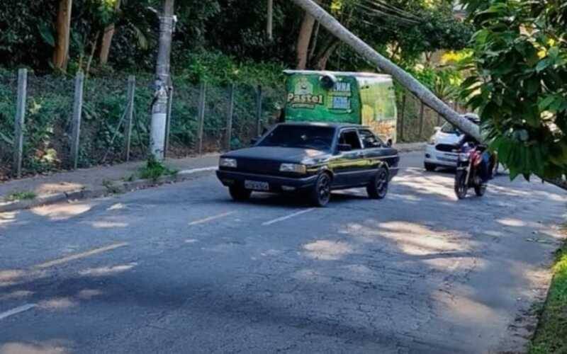 Queda de árvore interdita passagem de ônibus no Bingen