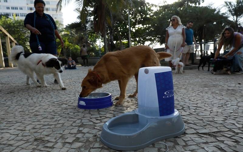 Governo do Rio promove hidratação para pets durante a onda de calor