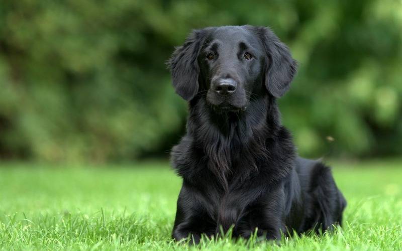 Prefeitura abre cadastro para castração de cães e gatos