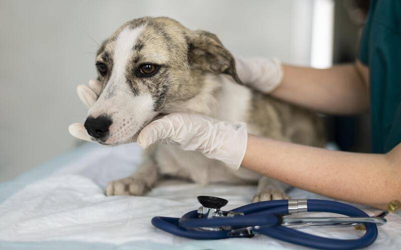 Prefeitura  abre mais uma etapa do cadastro para castração de cães e gato