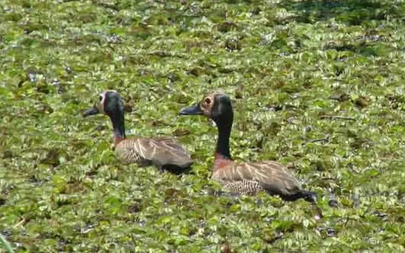 Estudo lista aves em parque de Guarapiranga e pede mais preservação