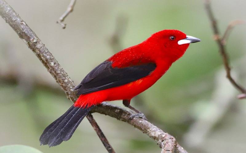 Parque Estadual Cunhambebe abriga mais de 400 espécies de aves na Costa Verde Fluminen