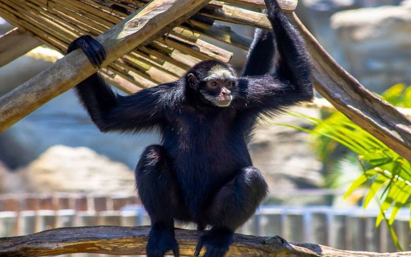 BioParque do Rio comemora aniversário com entrada grátis para aniversariantes