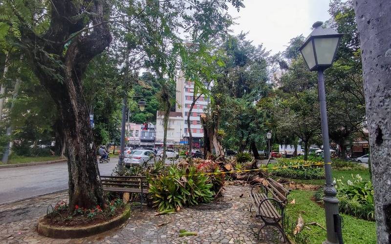 Centro: corte e poda de árvore são realizadas por risco de queda