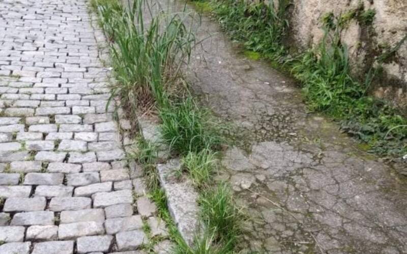 Moradores pedem por capina na Rua Mosela