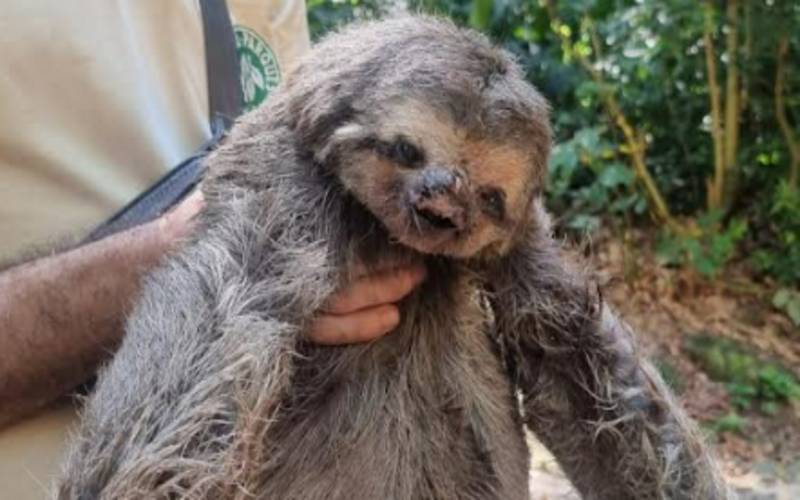 Inea resgata bicho-preguiça ferido no Parque Estadual da Pedra Branca