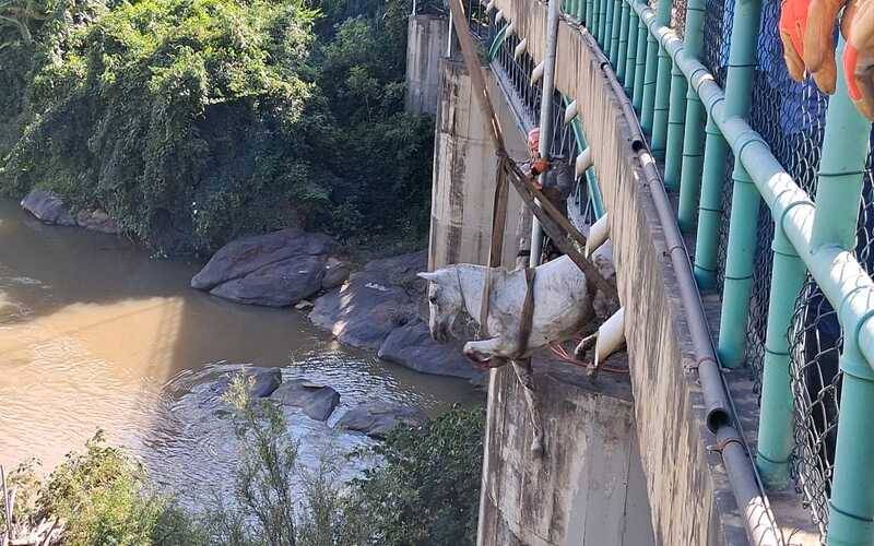 Divulgação