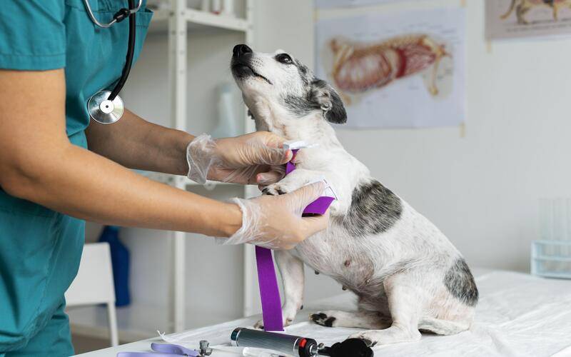 COMUPA inicia articulações para a implantação de um hospital público veterinário em Pe