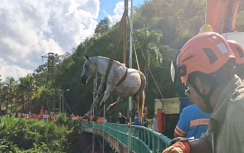 Bombeiros já resgataram mais de 5.000 animais em diferentes situações de risco em todo