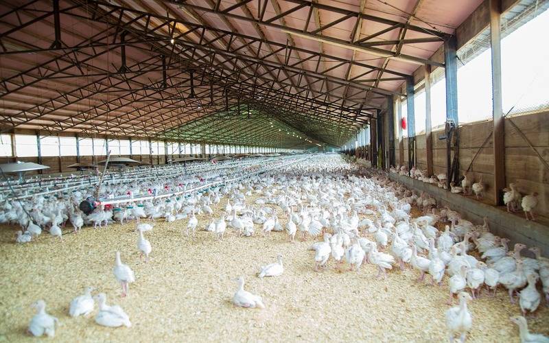 Ministério da Agricultura e Pecuária confirma primeiro foco de gripe aviária em granja