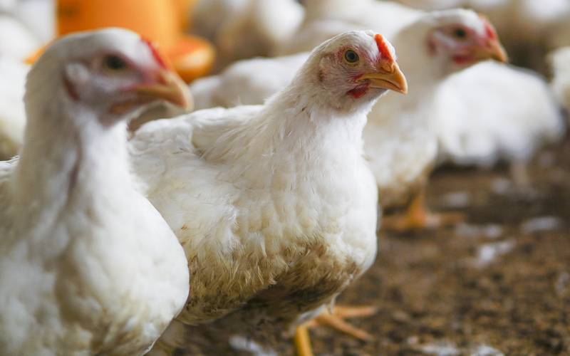 FAO: caso de gripe aviária no Brasil marca nova etapa do vírus