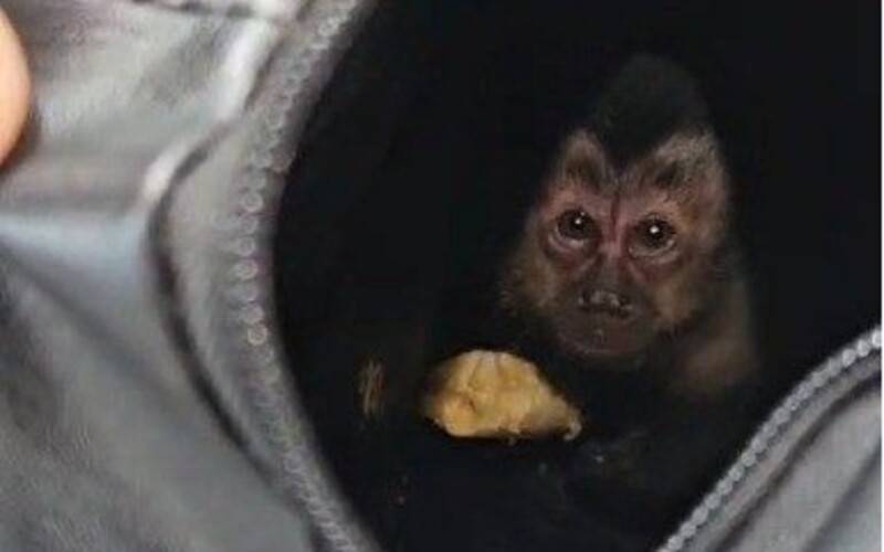 PF participa de ação conjunta para resgatar filhote de macaco-prego no Parque Nacional