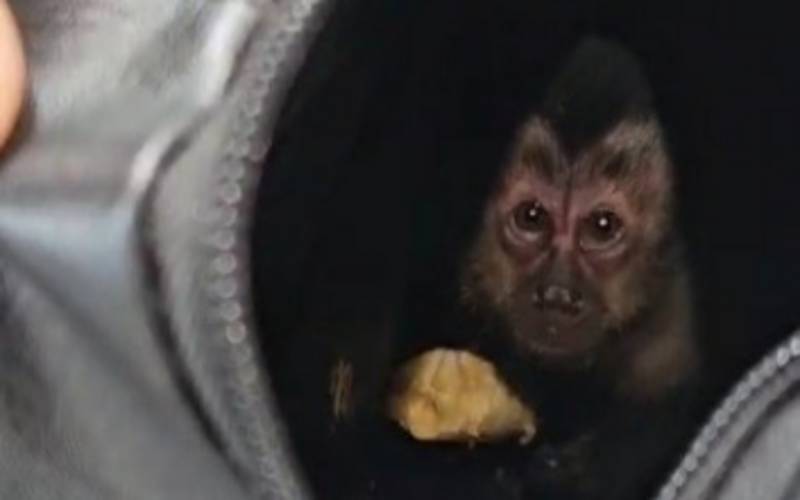 PF participa de ação conjunta para resgatar filhote de macaco-prego no Parque Nacional