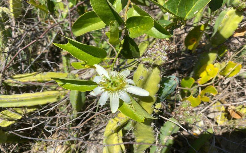 Pesquisa identifica novas espécies de flora na Área de Proteção Ambiental de Maricá
