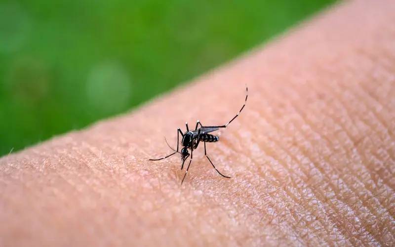 Segundo levantamento do LIRAa em Petrópolis apresenta baixo risco de infestação do mos