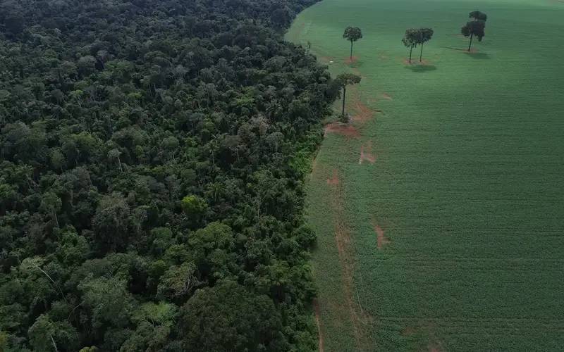 Trópicos registram perda recorde de floresta primária