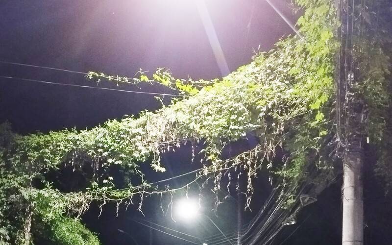 Moradores do Quissamã pedem a retirada de vegetação em fios de eletricidade