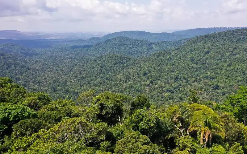 Instituto lança edital para projetos que protejam a Amazônia