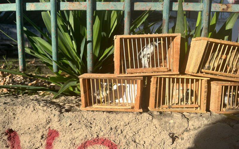 Inea apreende 52 pássaros comercializados ilegalmente em feira livre na Tijuca