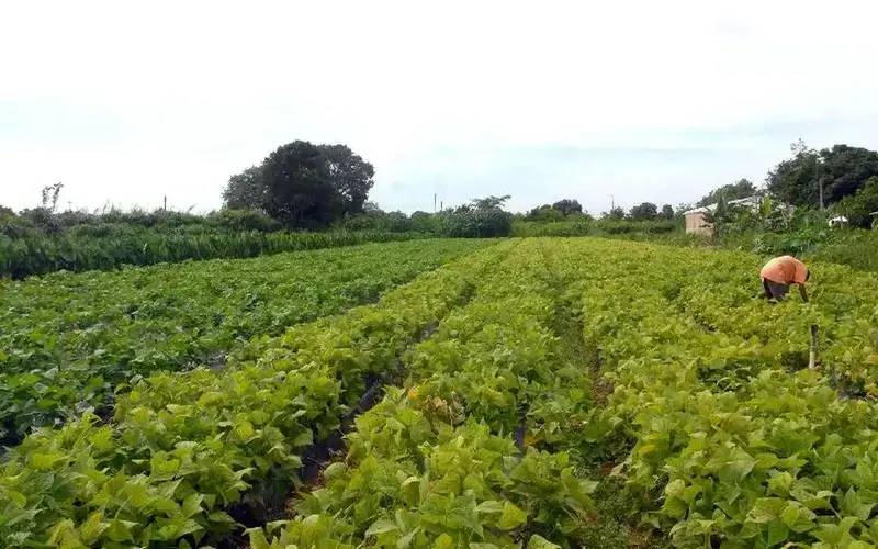 Câmara aprova política que estimula permanência de jovens no campo