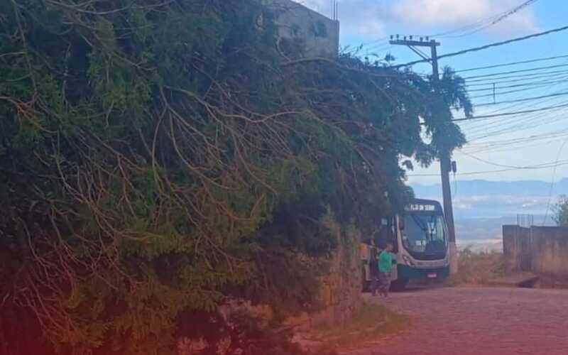 Meio da Serra: operação dos ônibus interrompida após queda de árvore