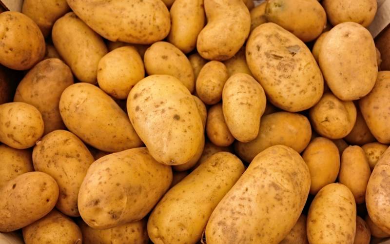 Novos zoneamentos climáticos vão ampliar a produção de batata voltada ao mercado e à i
