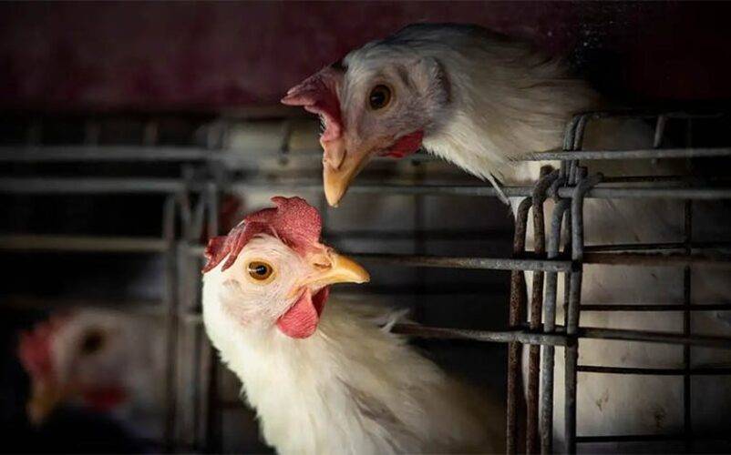 Influenza Aviária e o efeito sobre as exportações de aves