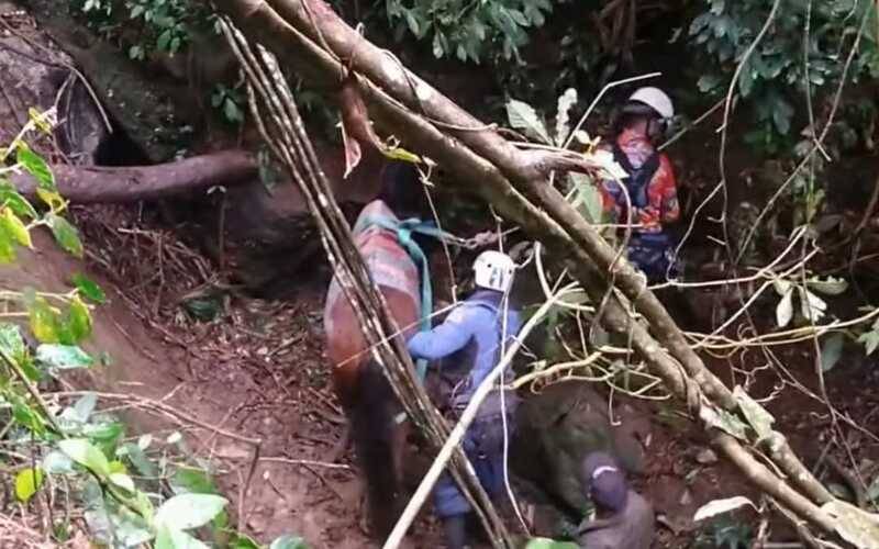 GEDEN realiza resgate de cavalo em ribanceira de 37 metros