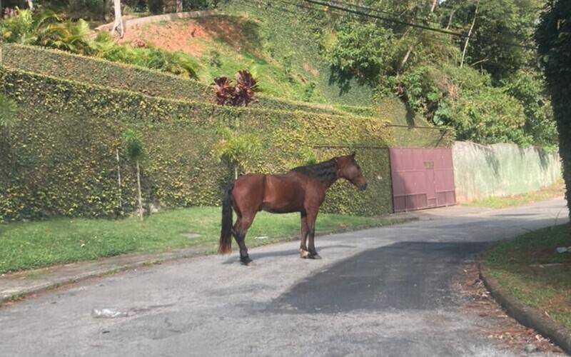 Cavalos soltos no Quitandinha continuam trazendo transtornos à moradores