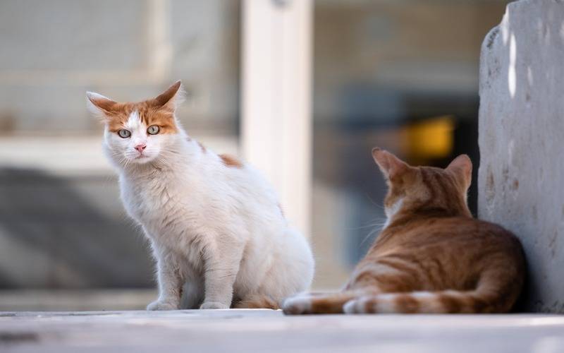 Aberta mais uma etapa de cadastramento para castração de cães e gatos