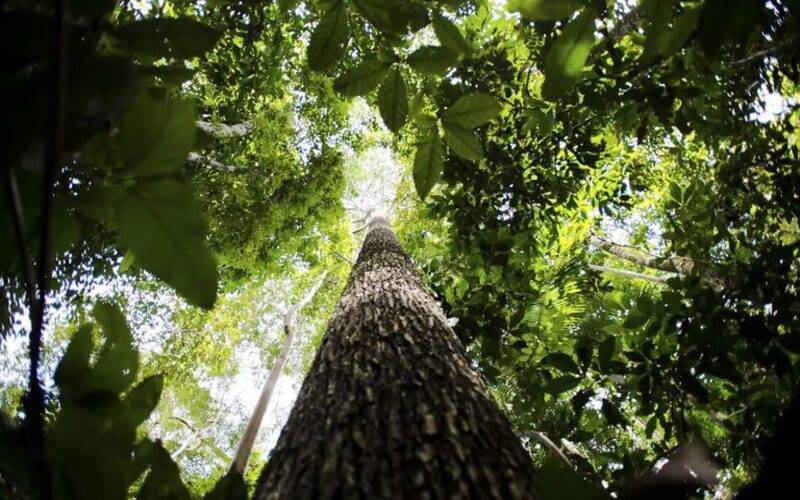 Fundo Amazônia tem melhor semestre da história com R$ 1 bilhão em aprovações
