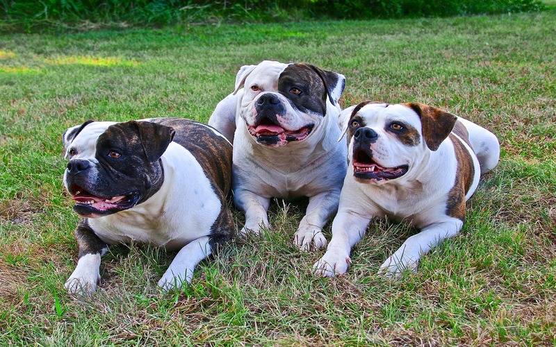 Lei proíbe tatuagens e piercing em cães e gatos