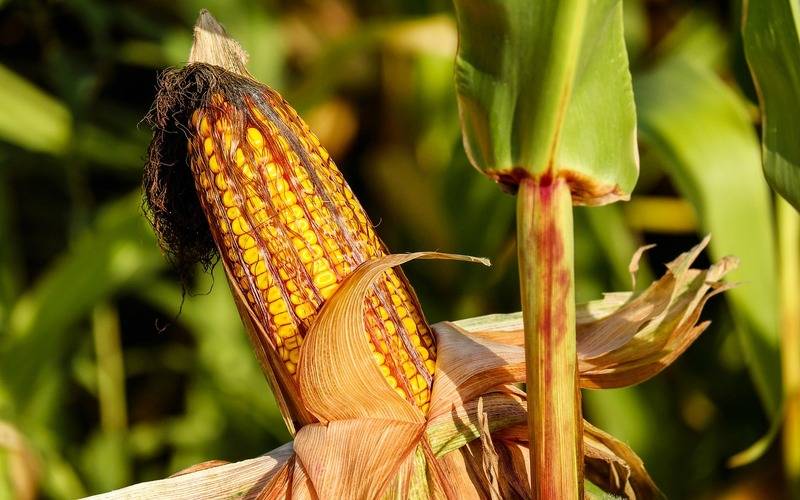 Baixas temperaturas impactam no andamento da colheita do milho 2ª safra em alguns esta