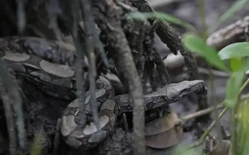 Parceria entre pesquisadores e comunidades protege mangues na Amazônia