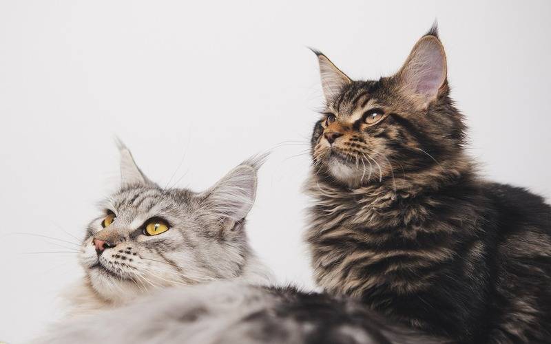 Prefeitura abre cadastro na Mosela para castração de cães e gatos