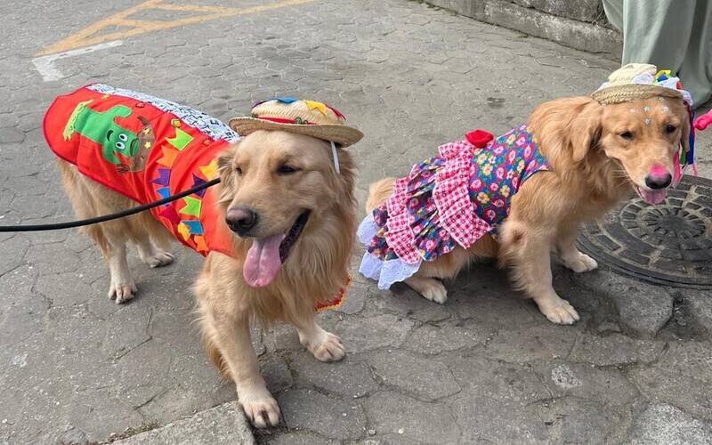 “Casório pet“ ganha destaque no Arraiá do Amor Perfeito 