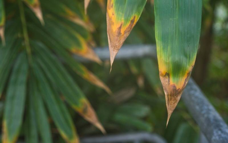 Frio de pode prejudicar plantas 